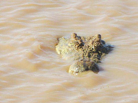 Krokodil