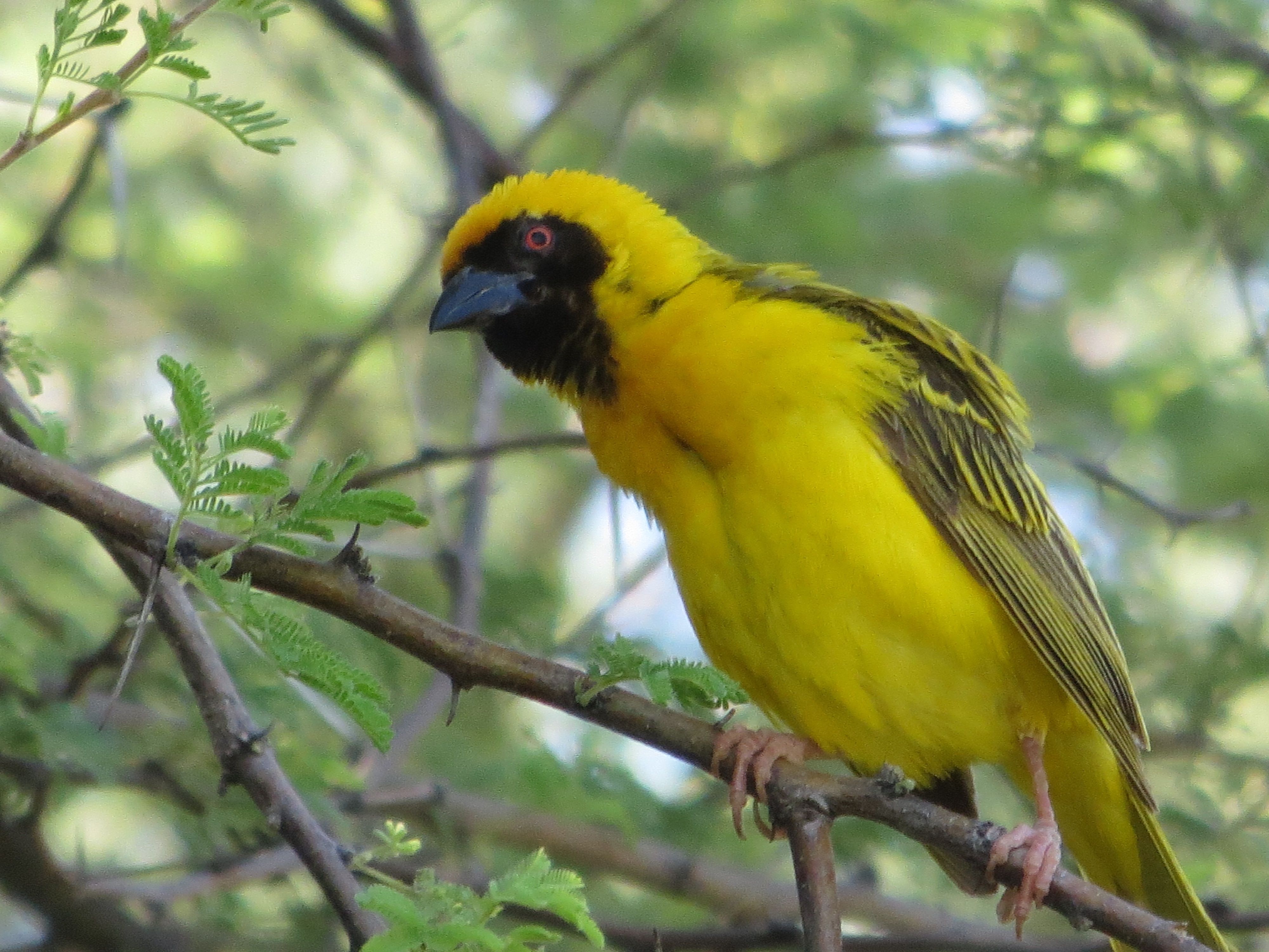 Webervogel