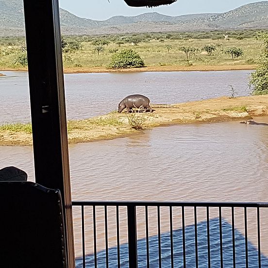 Hippo