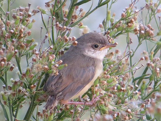 Webervogel