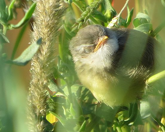 Webervogel