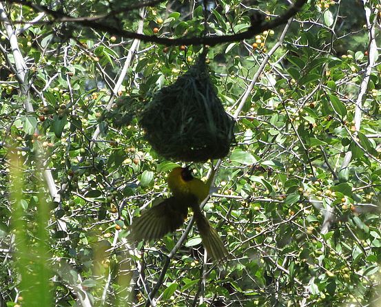 Webervogel