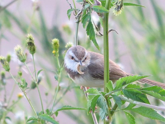 Webervogel